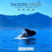 The Whales Are Here!