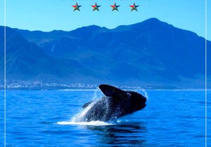 The Whales Are Here!