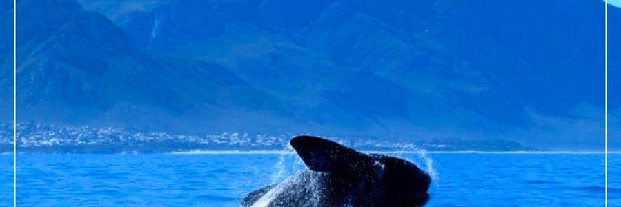 southern_right_1683644471