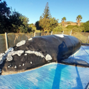Wally The Whale Restoration Project
