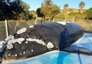 Wally The Whale Restoration Project