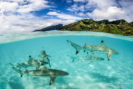 30 May 2023: Marine Evening