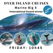 Next Dyer Island Marine Big 5 Tour: 19 May 2023