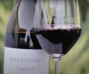 NEW RELEASE: 2019 Belladonna SMV Blend
