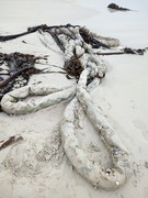 On the Beach: A Shipâ€™s Hawser