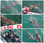 Daily Blog: 22 May 2023 | Shark Cage Diving in South Africa