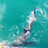 Shark Trip - White Shark Projects - Xplorioâ„¢ Gansbaai