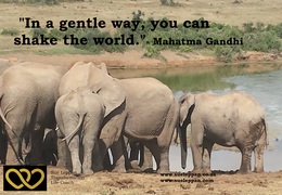 Find Your Serene Power