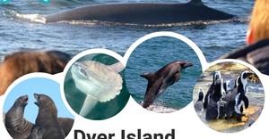 Next Dyer Island Marine Big 5 Tour: 27 May 2023