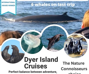 Next Dyer Island Marine Big 5 Tour: 27 May 2023