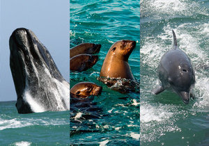 Who else wants to learn more about the Marine Big 5?