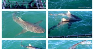 Daily Blog: 28 May 2023 | Shark Cage Diving in South Africa