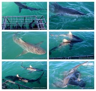 Daily Blog: 28 May 2023 | Shark Cage Diving in South Africa