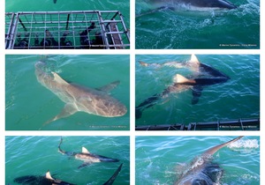 Daily Blog: 28 May 2023 | Shark Cage Diving in South Africa