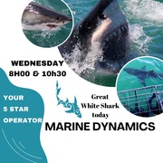 Next Marine Dynamics Shark Cage Diving Trip: 31 May 2023