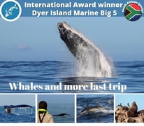 Next Dyer Island Marine Big 5 Tour: 6 June 2023