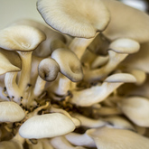 Oyster Mushrooms - Tahini Deli - Xplorioâ„¢ Kleinmond