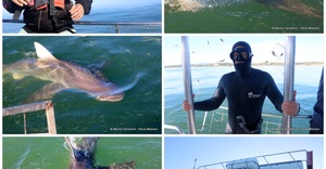 Daily Blog: 06 June 2023 | Shark Cage Diving in South Africa