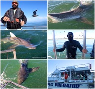 Daily Blog: 06 June 2023 | Shark Cage Diving in South Africa