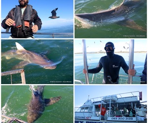 Daily Blog: 06 June 2023 | Shark Cage Diving in South Africa