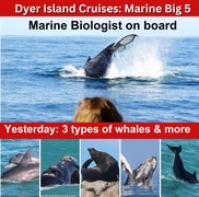 Next Dyer Island Marine Big 5 Tour: 9 June 2023