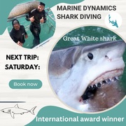 Next Marine Dynamics Shark Cage Diving Trip: 10 JuneÂ 2023