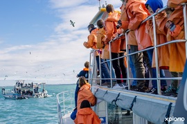 Next Dyer Island Marine Big 5 Tour: 10 June 2023