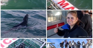 Daily Blog: 11 June 2023 | Shark Cage Diving in South Africa