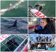 Daily Blog: 11 June 2023 | Shark Cage Diving in South Africa