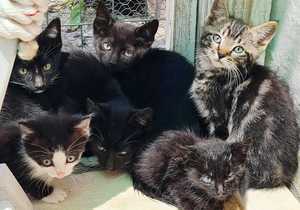 BARC Needs Cat, Kitten and Puppy Food Urgently