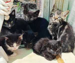 BARC Needs Cat, Kitten and Puppy Food Urgently