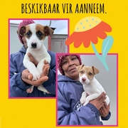 Female PuppiesÂ Up For Adoption