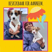 Female PuppiesÂ Up For Adoption