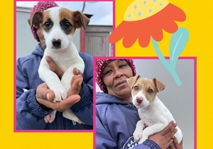 Female PuppiesÂ Up For Adoption