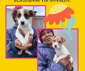 Female PuppiesÂ Up For Adoption