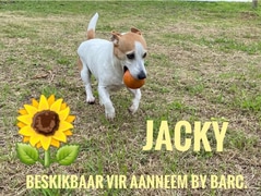 Up for Adoption:Â Jacky