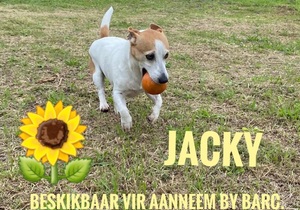 Up for Adoption:Â Jacky