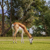 Mascot - Theewaterskloof Golf Club - Xplorioâ„¢ Villiersdorp