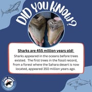 Sharks are 455 million years old!