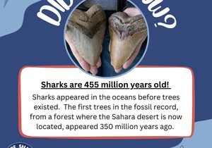 Sharks are 455 million years old!