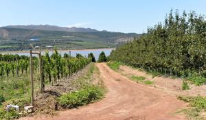 50-Hectare Fruit Farm for Sale in Villiersdorp: R24,000,000