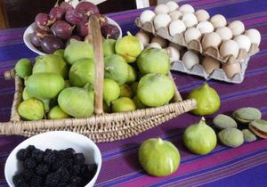 8.7-Hectare Mixed Use Farm for Sale in Villiersdorp: R8,500,000