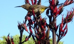 Diensgroep Lofprysing