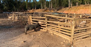7 July 2023: Informal Piggery at Besemhoutskloof Farm
