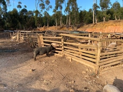 7 July 2023: Informal Piggery at Besemhoutskloof Farm