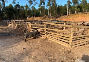 7 July 2023: Informal Piggery at Besemhoutskloof Farm