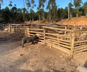 7 July 2023: Informal Piggery at Besemhoutskloof Farm