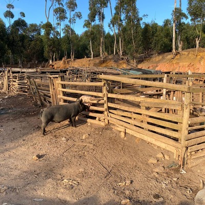 7 July 2023: Informal Piggery at Besemhoutskloof Farm