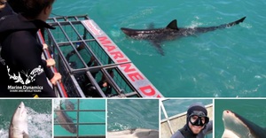 Next Marine Dynamics Shark Cage Diving Trip: 11 July 2023