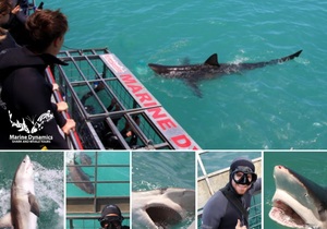 Next Marine Dynamics Shark Cage Diving Trip: 11 July 2023